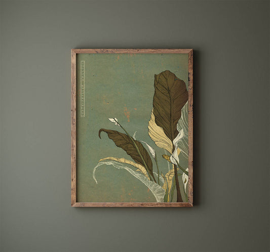 Peace Lily Illustration