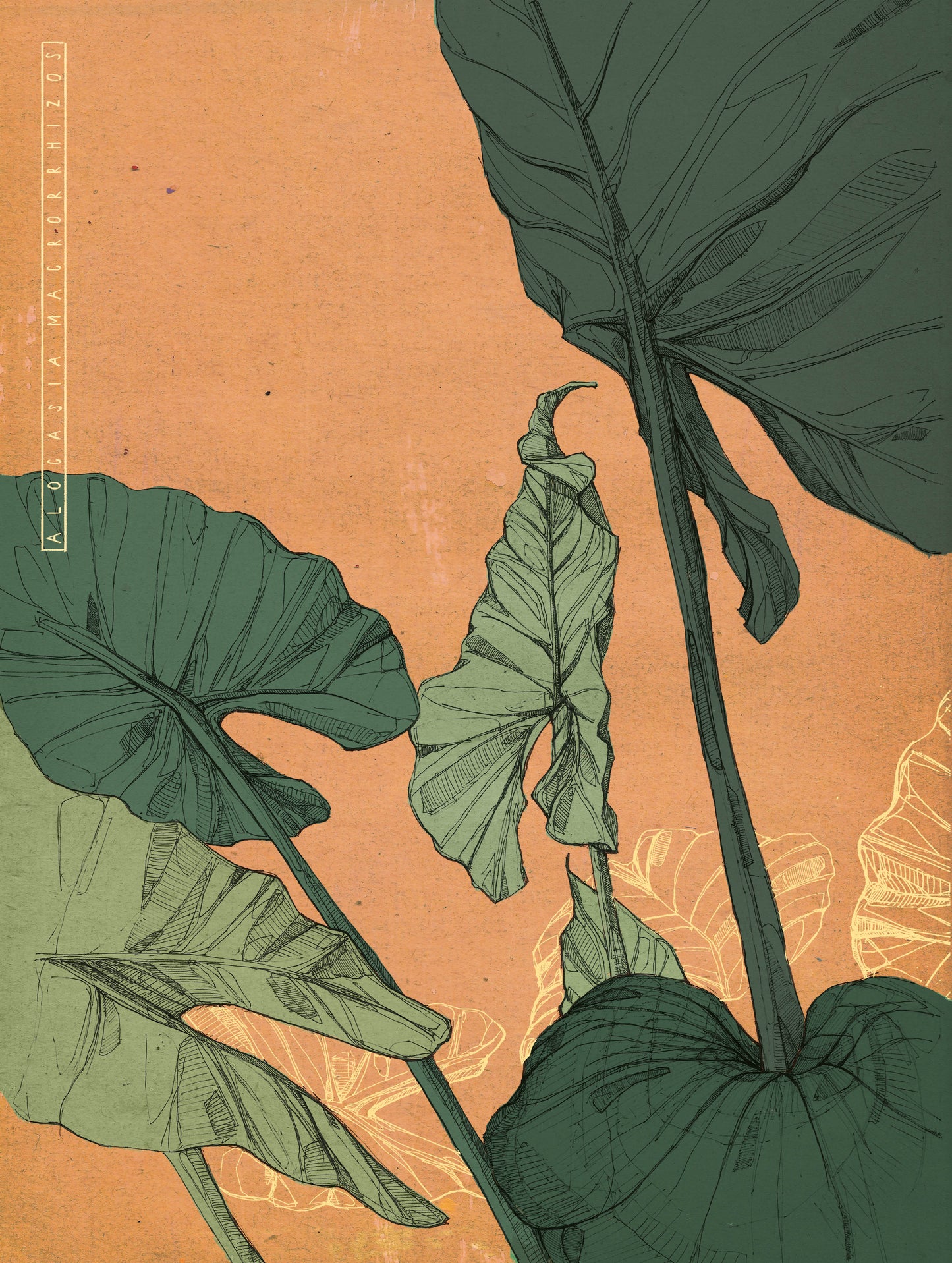 Alocasia Illustration