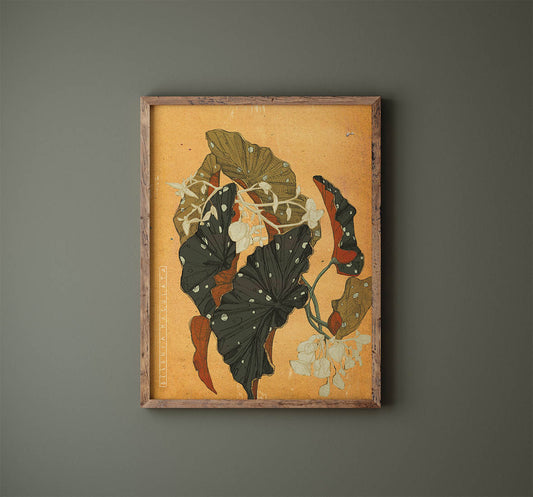 Begonia Illustration