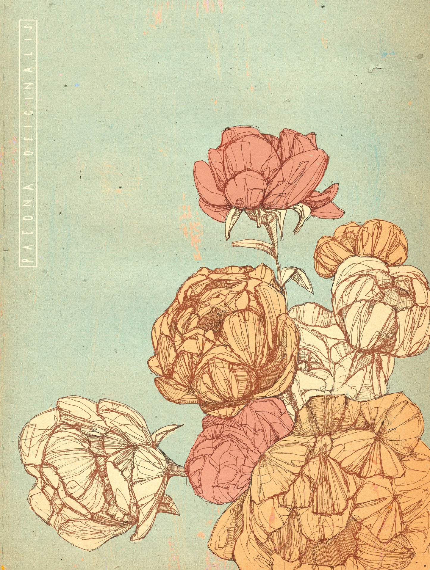 Pfingstrose Illustration