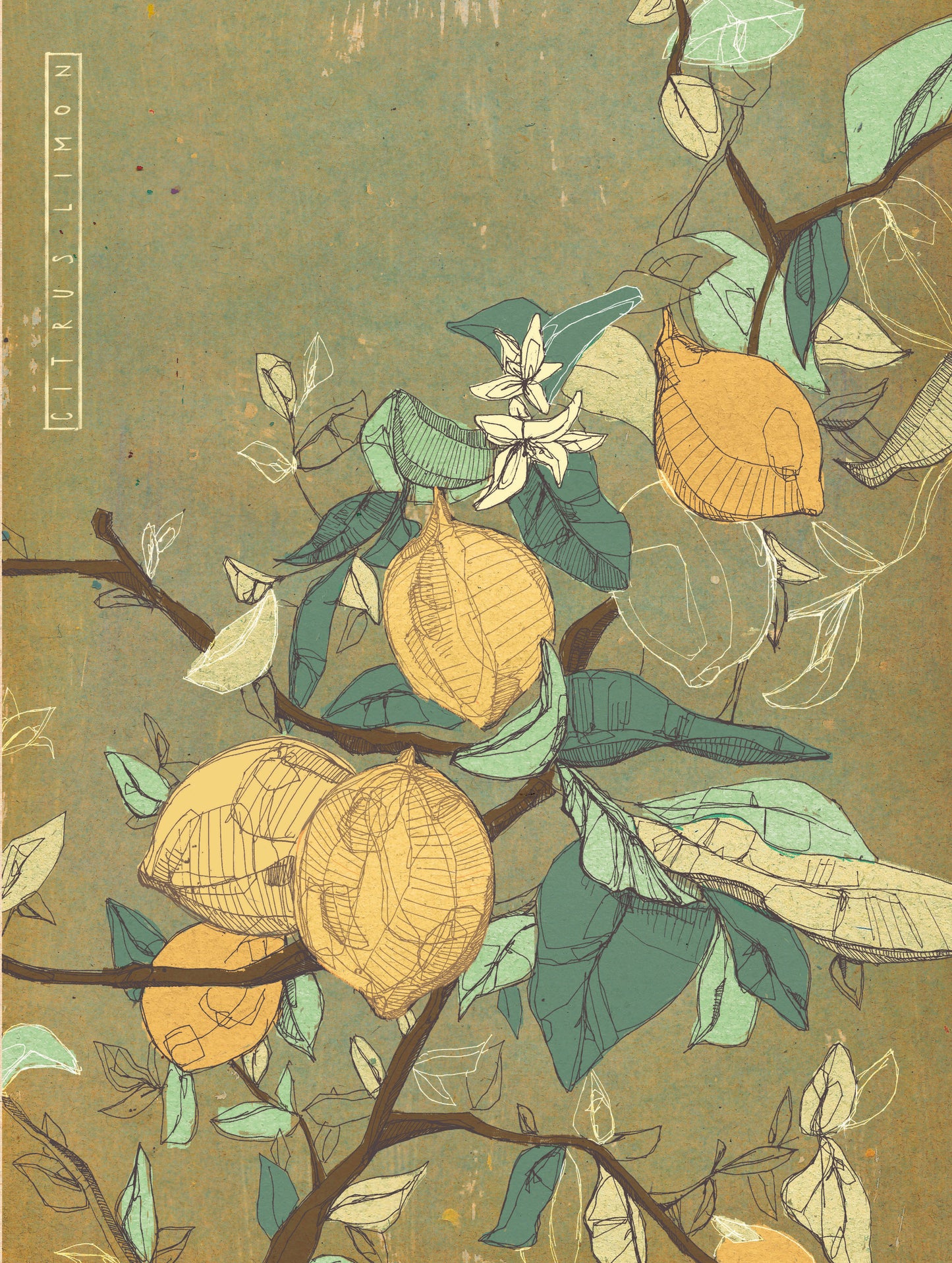 Zitrone Illustration